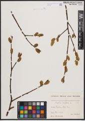 Foto von Salix caprea L.